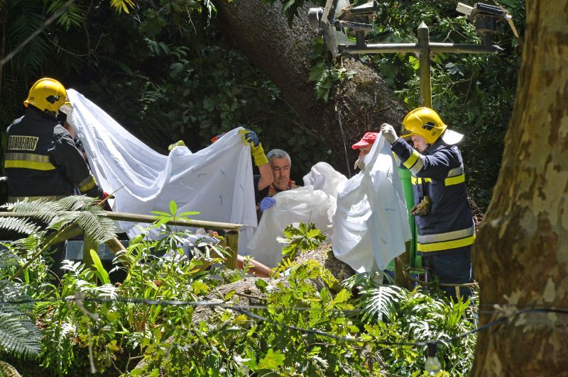 Falling Tree Kills 13 At Catholic Festival In Portugal | CNN