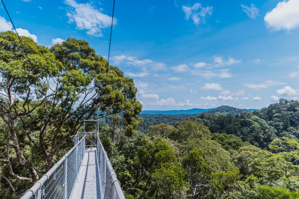 The area is best explored via a 4.4-mile matrix of boardwalks, trails and elevated walkways, such as the 50-meter-high canopy walk -- reached by climbing up roughly 1,000 steps, and a series of vertical steel ladders. 