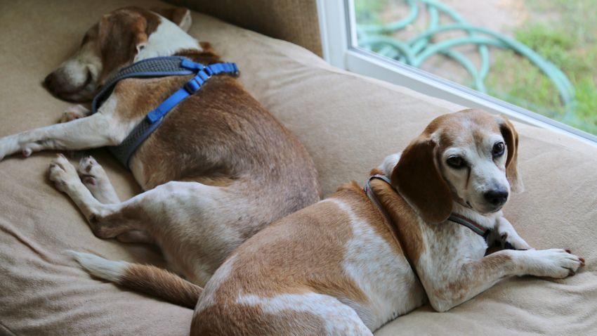 At Monkey's House animal hospice, elderly and dying dogs get good food, exercise health care and companionship.