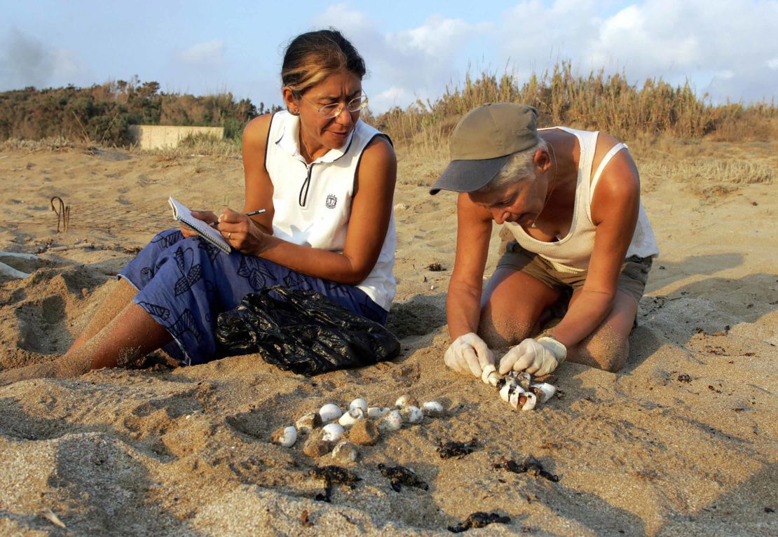 Mona al-Khalil (R) and Habiba (second name not available) collect turtle eggs and baby marine turtles 26 August 2004 at Mansuri beach, about 95 kms south of Beirut.