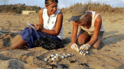 Mona al-Khalil (R) and Habiba (second name not available) collect turtle eggs and baby marine turtles 26 August 2004 at Mansuri beach, about 95 kms south of Beirut.