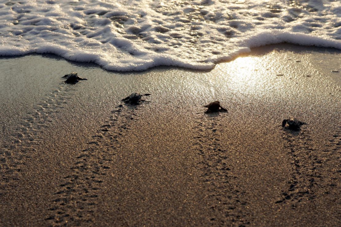 Newborn marine turtles head towards the sea at Mansuri beach, about 95 km south of Beirut. 