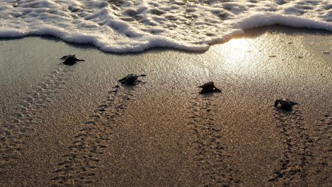 Newborn marine turtles head towards the sea at Mansuri beach, about 95 km south of Beirut.