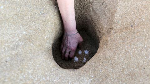 Mona Khalil, a conservation specialist who is part of the Orange House Project, removes turtle eggs to move them to a safer place in order to protect them from predators in El-Mansouri near Tyre, south Lebanon.
