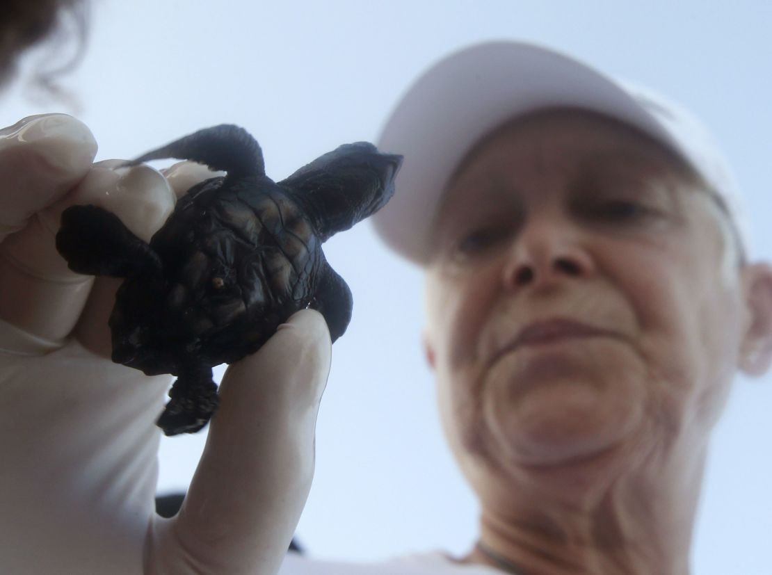 Mona Khalil, a conservation specialist who is part of the Orange House conservation project, carries a baby sea turtle before releasing it to the sea in El-Mansouri near Tyre, south Lebanon August 28, 2014.