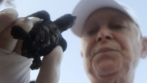 Mona Khalil, a conservation specialist who is part of the Orange House conservation project, carries a baby sea turtle before releasing it to the sea in El-Mansouri near Tyre, south Lebanon August 28, 2014.