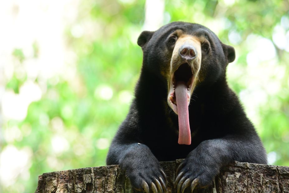 <strong>Bornean Sun Bear Conservation Centre</strong><strong>:</strong><strong> </strong>Malaysia is an ideal destination for wildlife spotting. The Bornean Sun Bear Conservation Centre, for example, is home to the world's smallest bear species. 