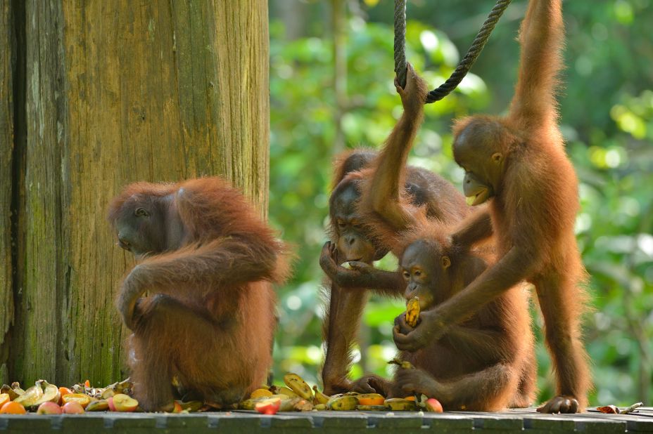 <strong>Sepilok Orangutan Rehabilitation Centre: </strong>The nearby Sepilok Orangutan Rehabilitation Centre in Sabah on Malaysian Borneo offers a glimpse of these endangered great apes in their natural environment. 