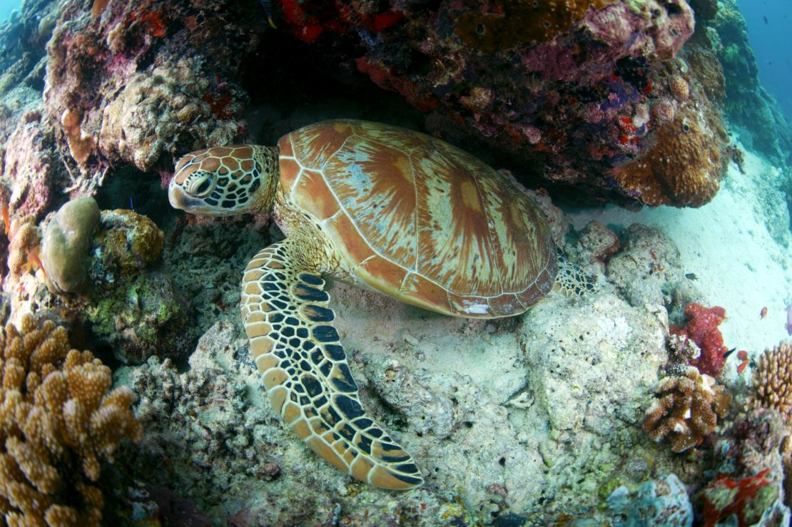 Sipadan is the only oceanic island in Malaysia, rising 600 metres (2,000 ft) from the seabed.