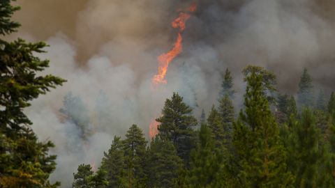 A tree explodes into flames during a wildfire near Sisters, Oregon on Thursday