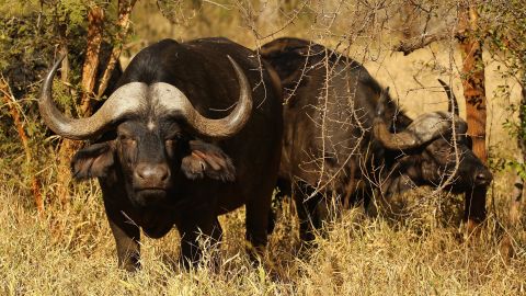 A new trend has emerged of breeding animals with massive horns.
