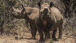 A pair of rare black rhinos, one with its horns removed as an anti-poaching measure, graze in the bush on a ranch belonging to John Hume, hotel magnate and rhino farmer, in South Africa, on Friday, Dec. 4, 2015. White and black rhinos were brought back from the brink of extinction in South Africa in the 1960s to a stable population of close to 20,000. Photographer: Waldo Swiegers/Bloomberg via Getty Images