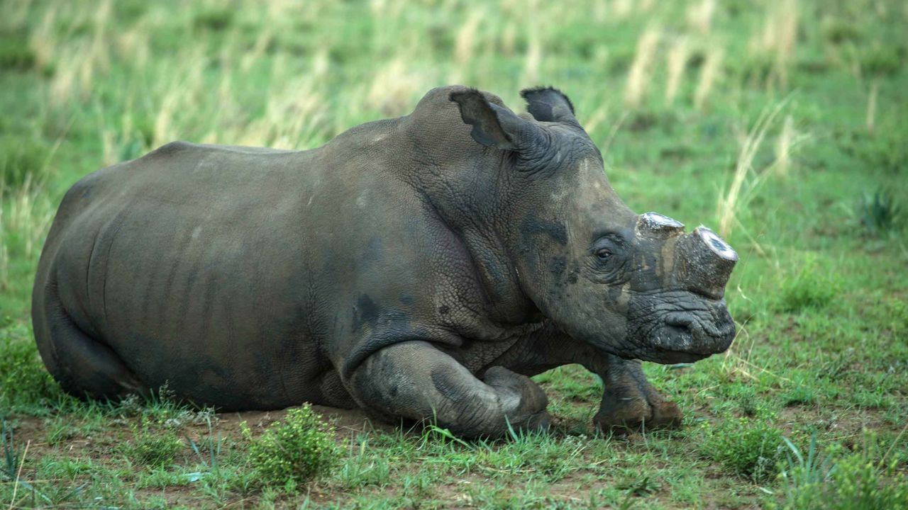A de-horned rhino slowly wakes up after his horn was trimmed at one of Hume's ranches in 2016.