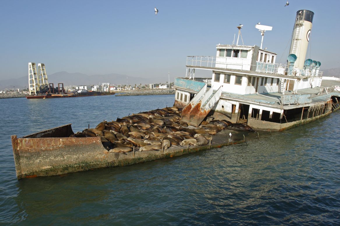 Sea lions rest on the decaying deck of a tourist ship in Mexico's Bay of Ensenada. 