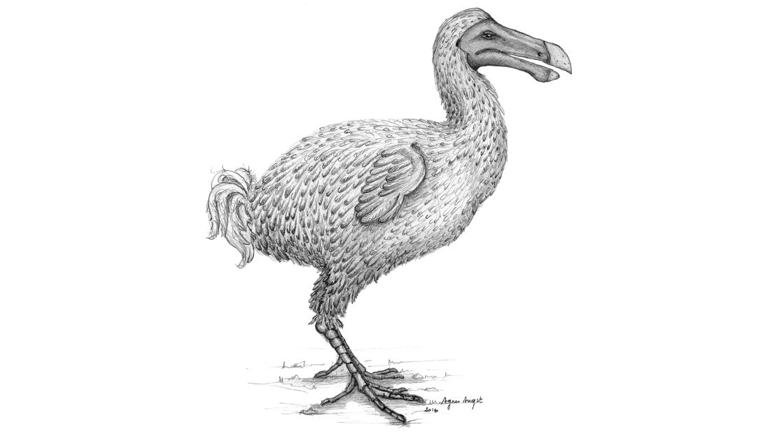 A reconstruction of the dodo