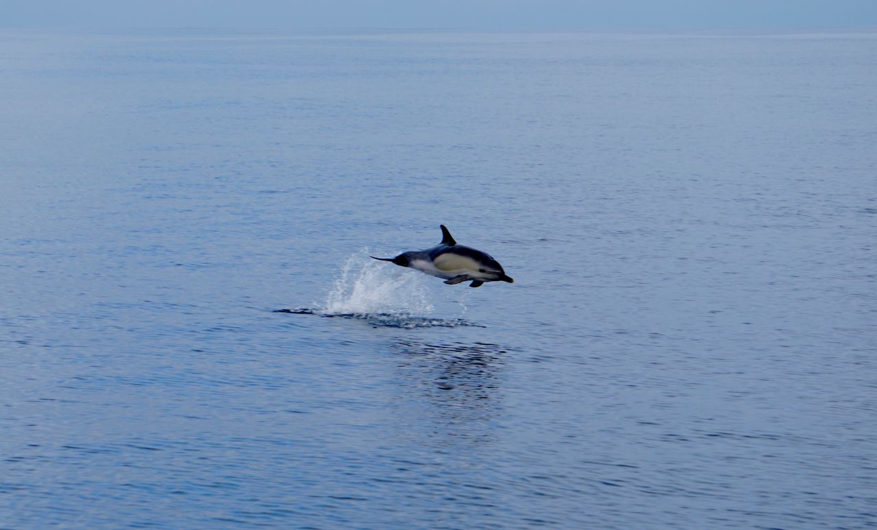 One of the dolphins that accompanied the boat during the four-day crossing of the notorious Bay of Biscay.                               