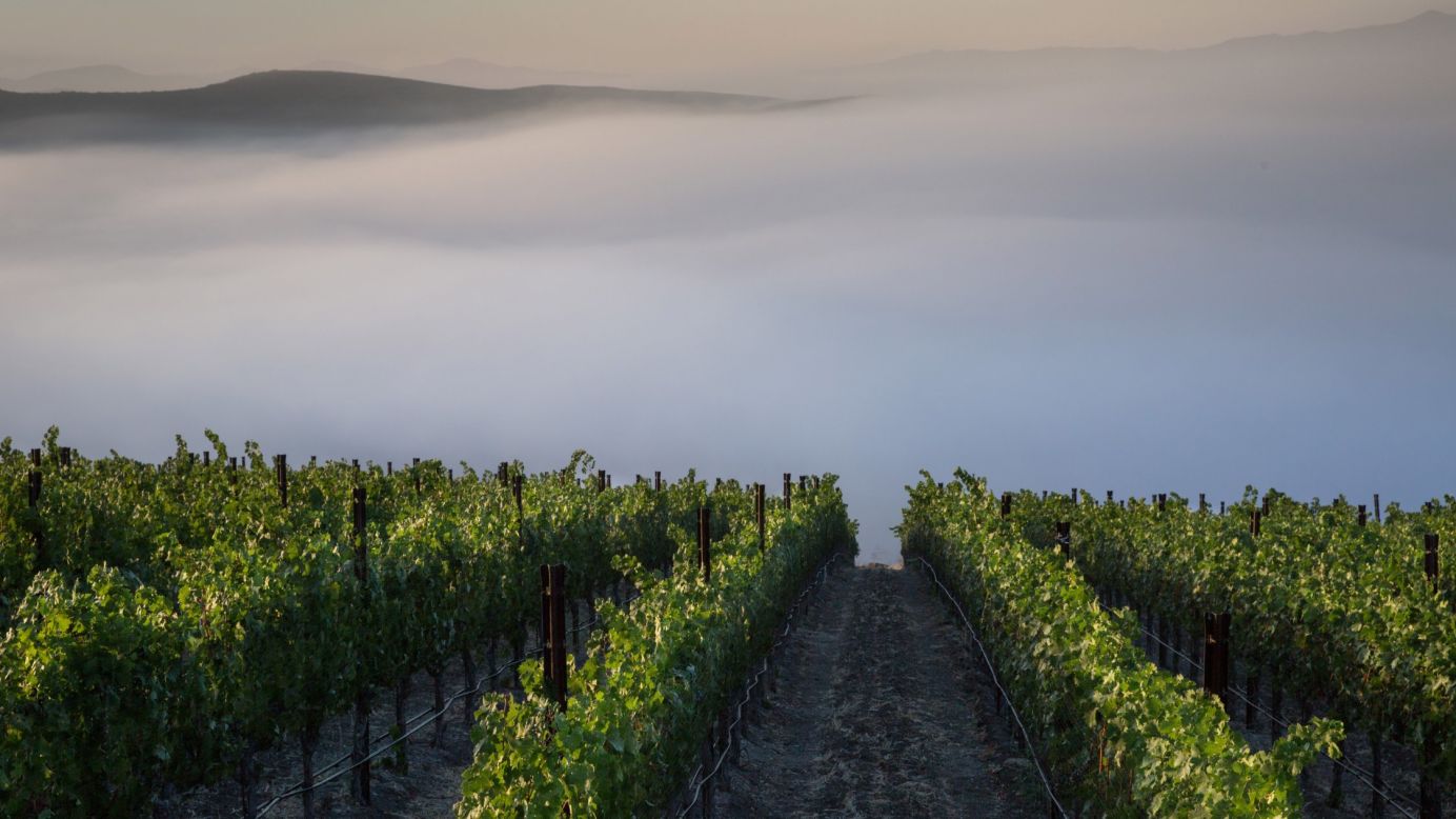 <strong>Santa Ynez, California: </strong>Morning fog stretches across a mountainside Cabernet Sauvignon vineyard. California's Central Coast vineyards have bounced back this year after a worrying five-year drought. 