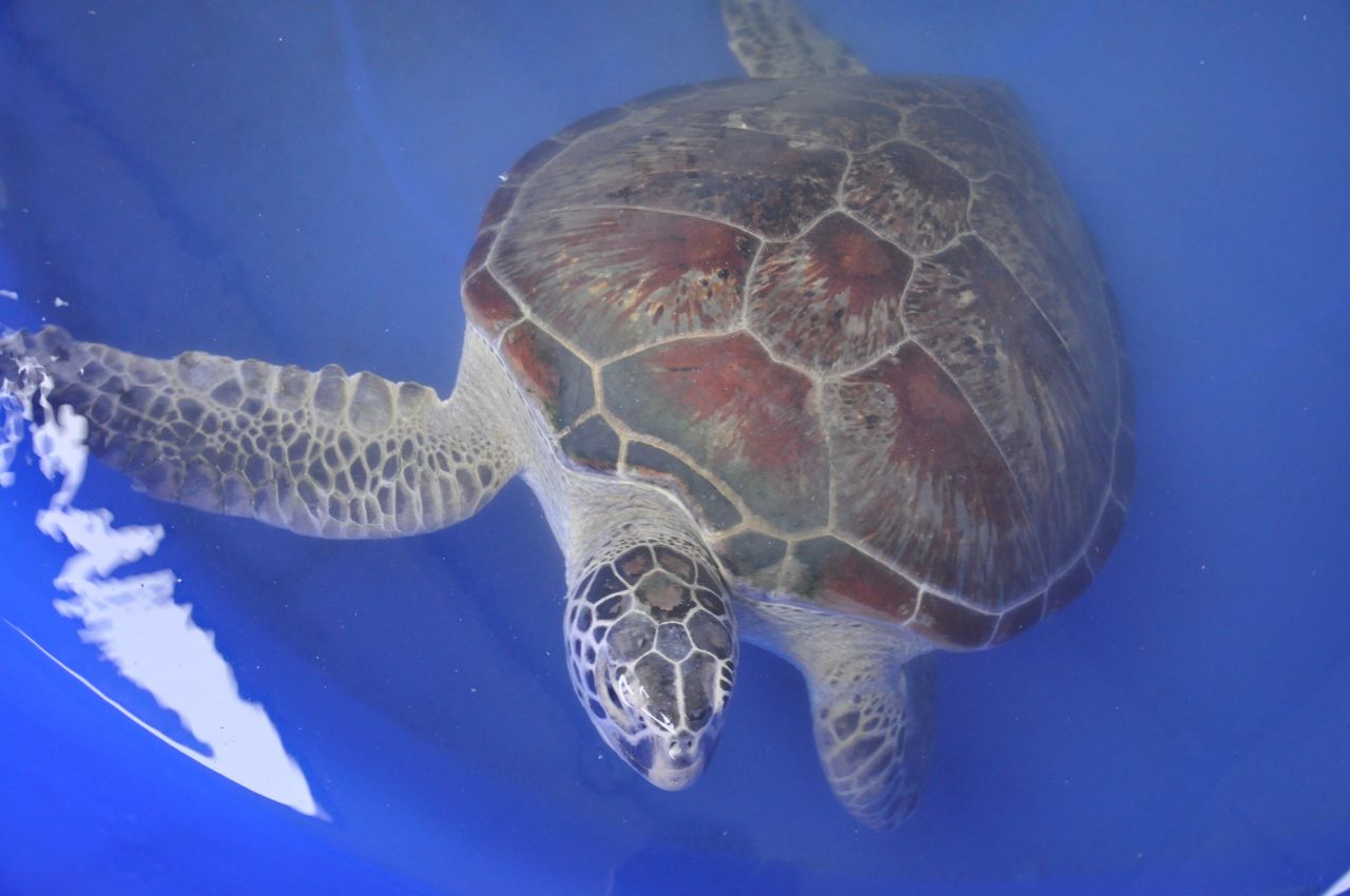 <strong>Recovery tubs: </strong>The patients, such as this green sea turtle, are kept inside large dark blue tubs in a section of the university gardens.