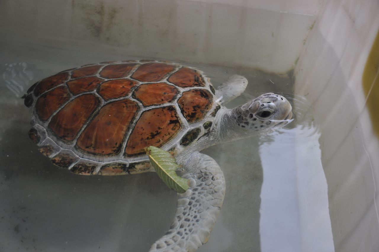 <strong>Open to tourists:</strong> Another patient, also a green sea turtle, being cared for at Hainan Normal University in the coastal village of Lingshui. Volunteers and tourists visiting the labs at the university and the Ritz-Carlton in Yalong Bay can see the sea turtles up close and personal. 