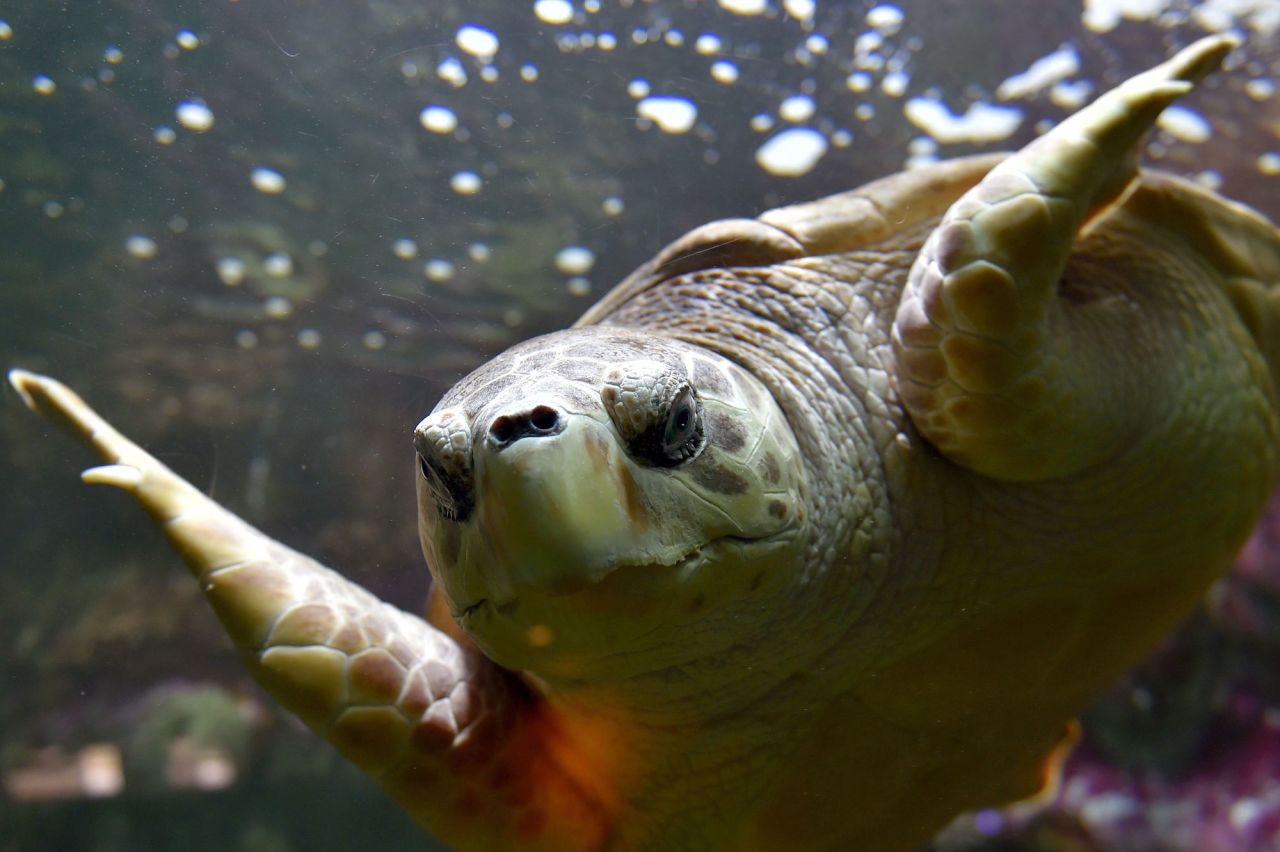 <strong>A global cause:</strong> Resorts all over the world are teaming up with sea turtle conservation groups, giving tourists a chance to get up close to these endangered creatures. In Hainan, China, Sea Turtles 911 has joined several hotels to increase awareness of the animals' plight. 