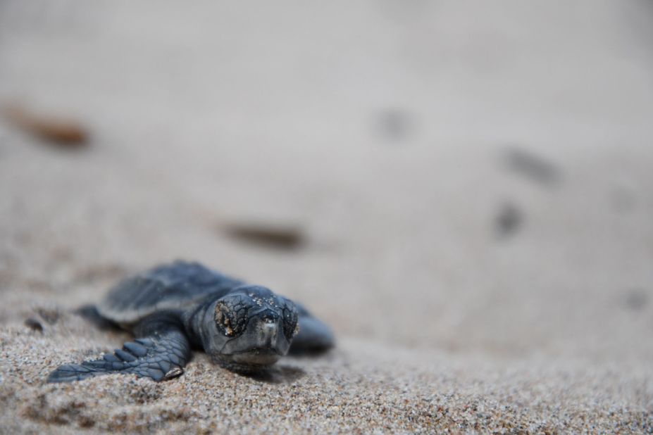 <strong>Could they return?:</strong> Sea turtles stopped laying eggs on Hanan's shores some 30 years ago due to hunting and urbanization of the island's beaches. Sea Turtles 911 hopes to bring them back by educating the population, raising awareness among tourists and rehabilitating and releasing seized turtles.