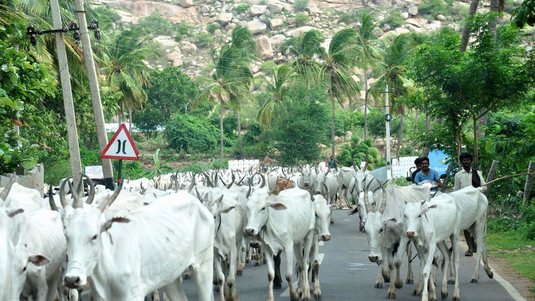 <strong>Cattle herding: </strong>Villagers in Hampi live a peaceful existence in the shadow of the formidable hills, among the ruins of the once-great Vijayanagara Empire. Many grow crops or rear cattle for a living.