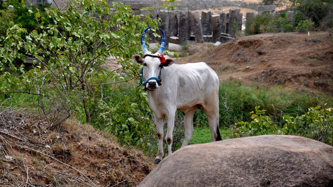 <strong>Livestock:</strong> Cattle are left to peacefully graze among the ruins.  