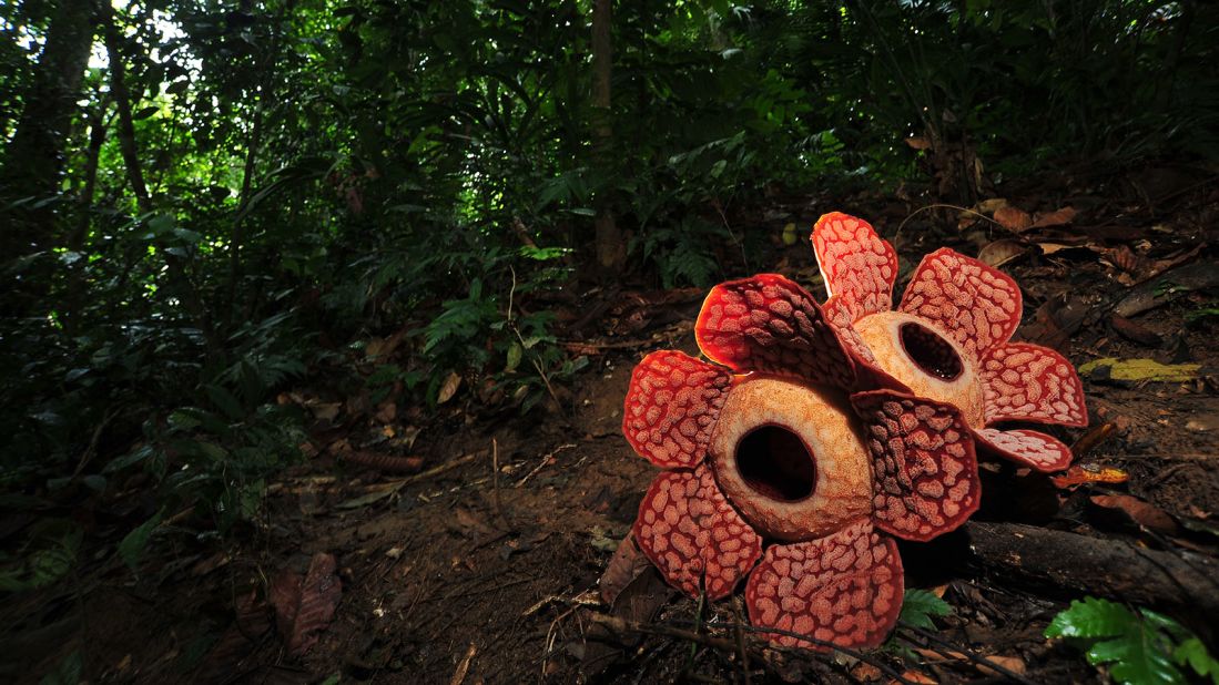 <strong>World's largest flower:</strong> Measuring up to three feet in diameter, the parasitic Rafflesia is the world's largest individual flower bloom and found only in Southeast Asia. The Royal Belum Forest Reserve in Perak is one of the best places to see them. 