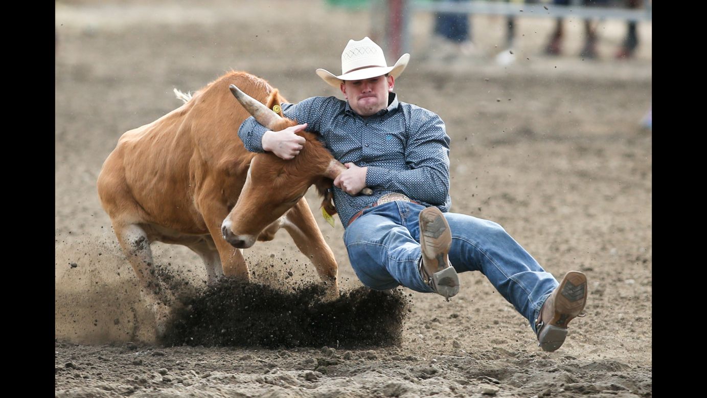 Taylor Gregg wrestles a steer during a rodeo event in Bremerton, Washington, on Friday, August 25.