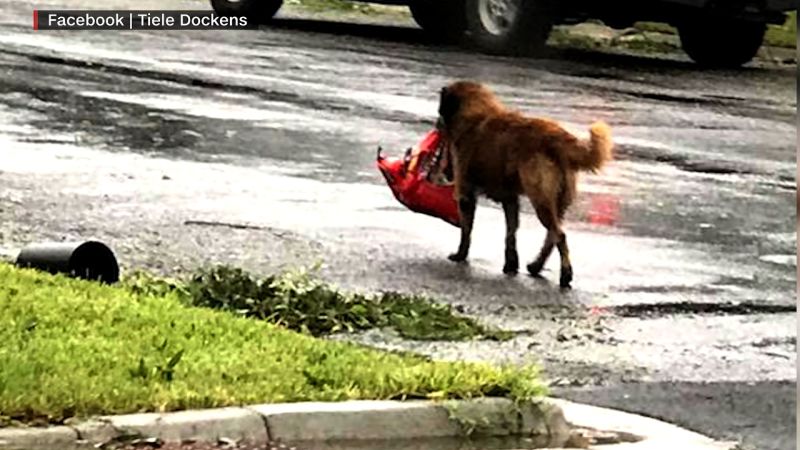 Dog top holding bag