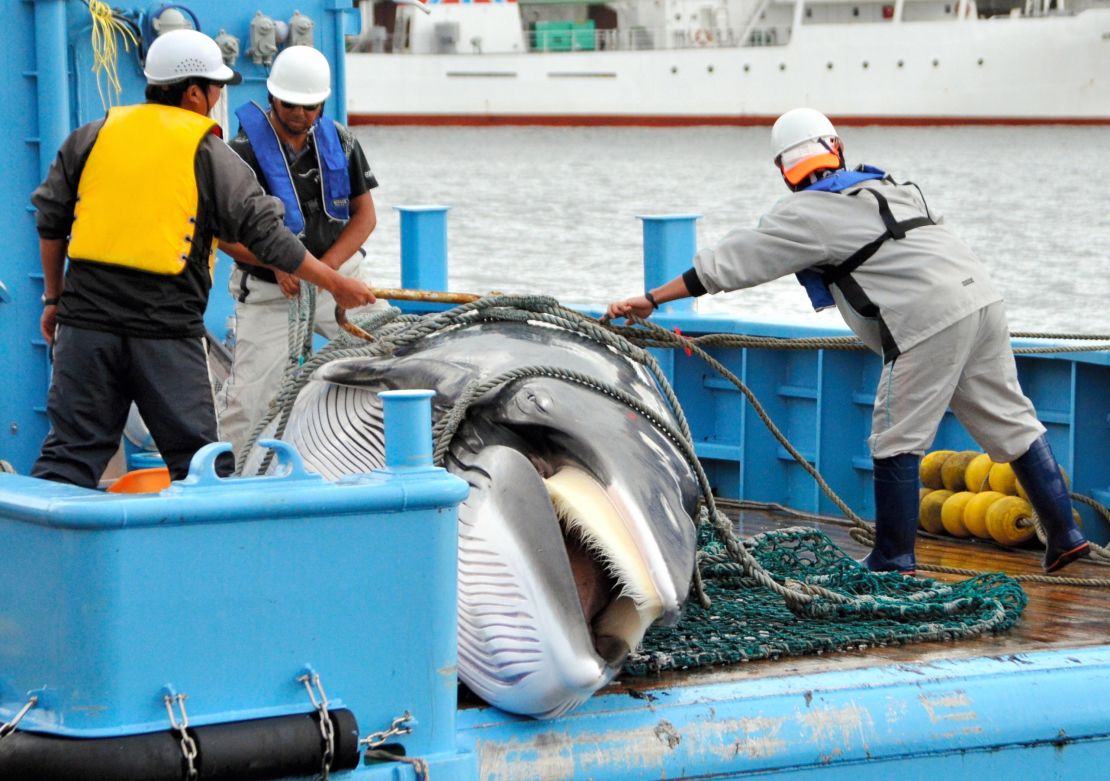 A mink whale is unloaded during the first day of the research whaling at Kushiro Port on September 6, 2013 in Hokkaido, Japan.
