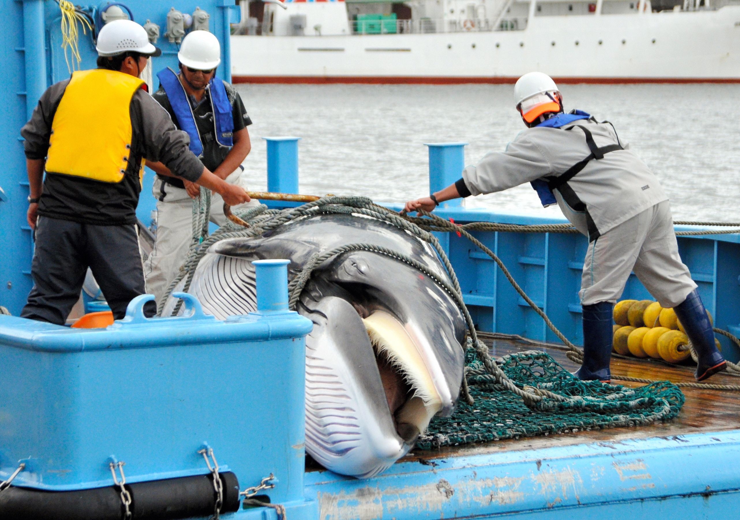 Sea Shepherd battle with Japanese whaling ships ends with a whimper