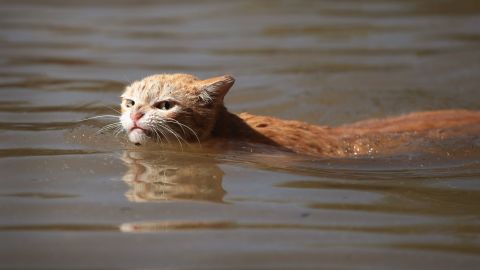 A cat tries to find dry ground around an apartment complex after it was inundated with water following Hurricane Harvey on August 30, 2017 in Houston, Texas.