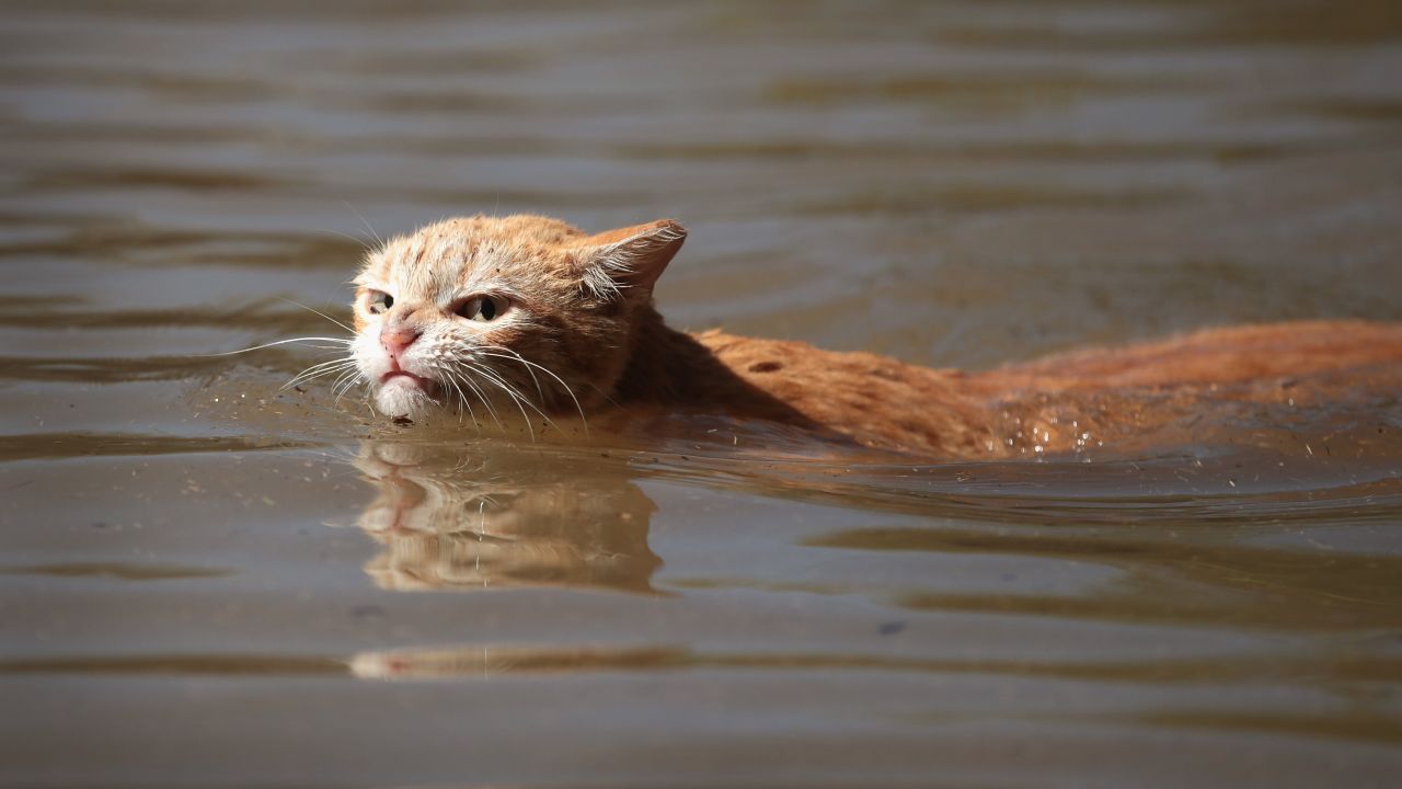 A cat tries to find dry ground around an apartment complex after it was inundated with water following Hurricane Harvey on August 30, 2017 in Houston, Texas.