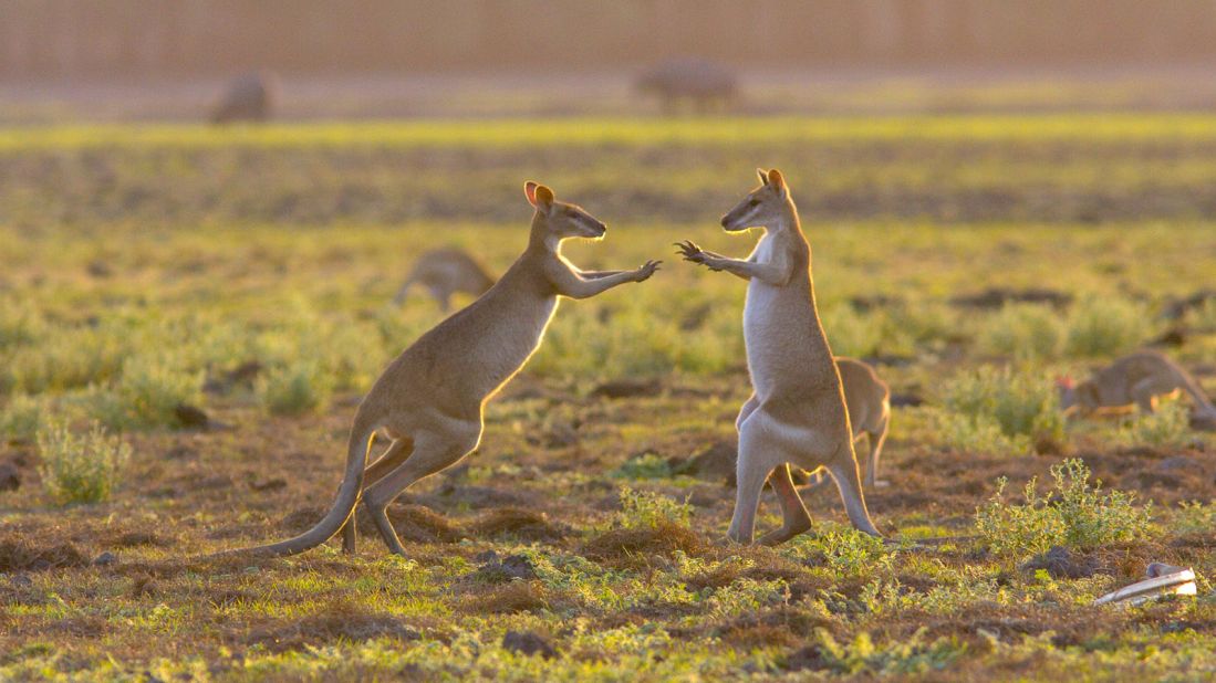 <strong>Mary River Floodplains: </strong>The park is home to more than 2,000 species of plants and animals including these wallabies.
