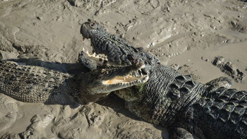 <strong>Plenty of crocs: </strong>Travelers will want to be on the lookout for warning signs around the park. About 10,000 crocodiles -- a tenth of all crocodiles in the Northern Territory -- reside in Kakadu.