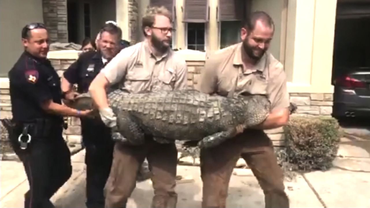 Wildernex Wildlife Control experts and local law enforcement agents remove a 10-foot gator from a home near Houston. 