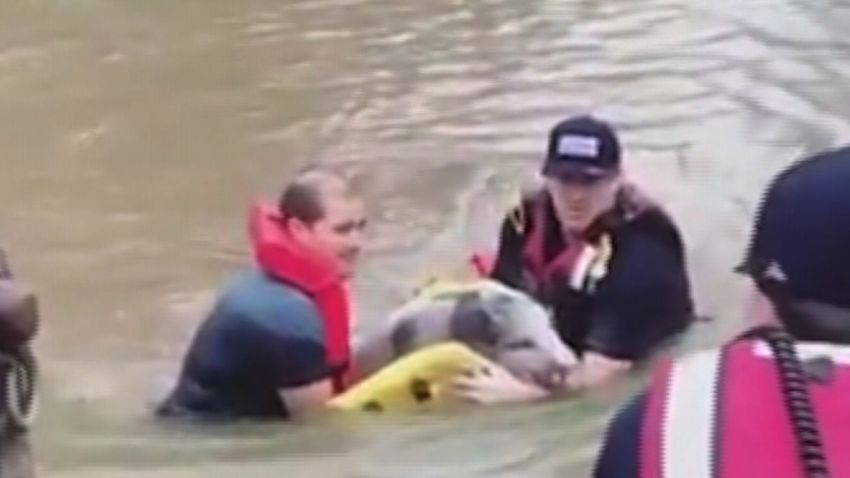 pig rescue flood