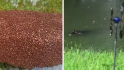 fire ants alligator threat harvey water cohen nr_00001701