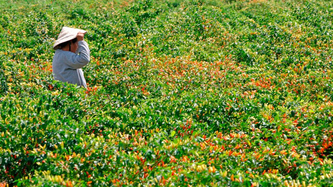<strong>Tabasco plantation:</strong> Every bottle of Tabasco sauce is made on Avery Island, a salt dome in Southern Louisiana.