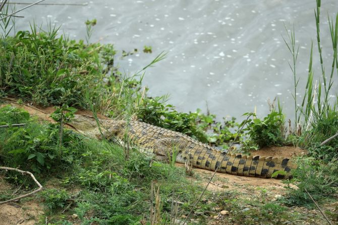 A crocodile is also spotted near the same course.