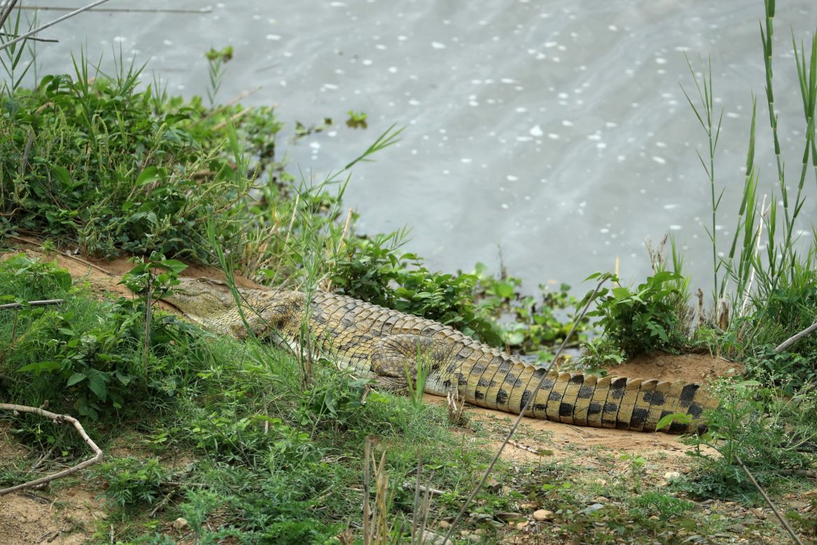 Not that the Legend Golf Course is the only one in Africa offering views of exotic wildlife ... here a crocodile is seen in the Kruger Park at the Leopard Creek Country Golf Club in South Africa in December 2016.