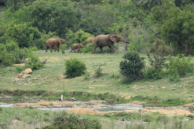 A family of elephants are pictured on the Kruger National Park alongside Leopard Creek Country Golf Club in Malelane, South Africa.