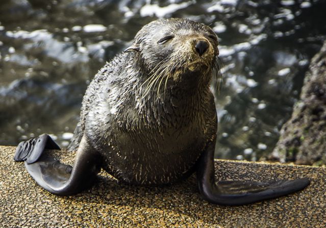 <strong>Seal of approval:</strong> It's not just tourists who love to visit the Sydney Opera House. Throughout the year, a New Zealand fur seal named Benny can be seen playing in the water or basking in the sun along the Northern Broadwalk of the Opera House.