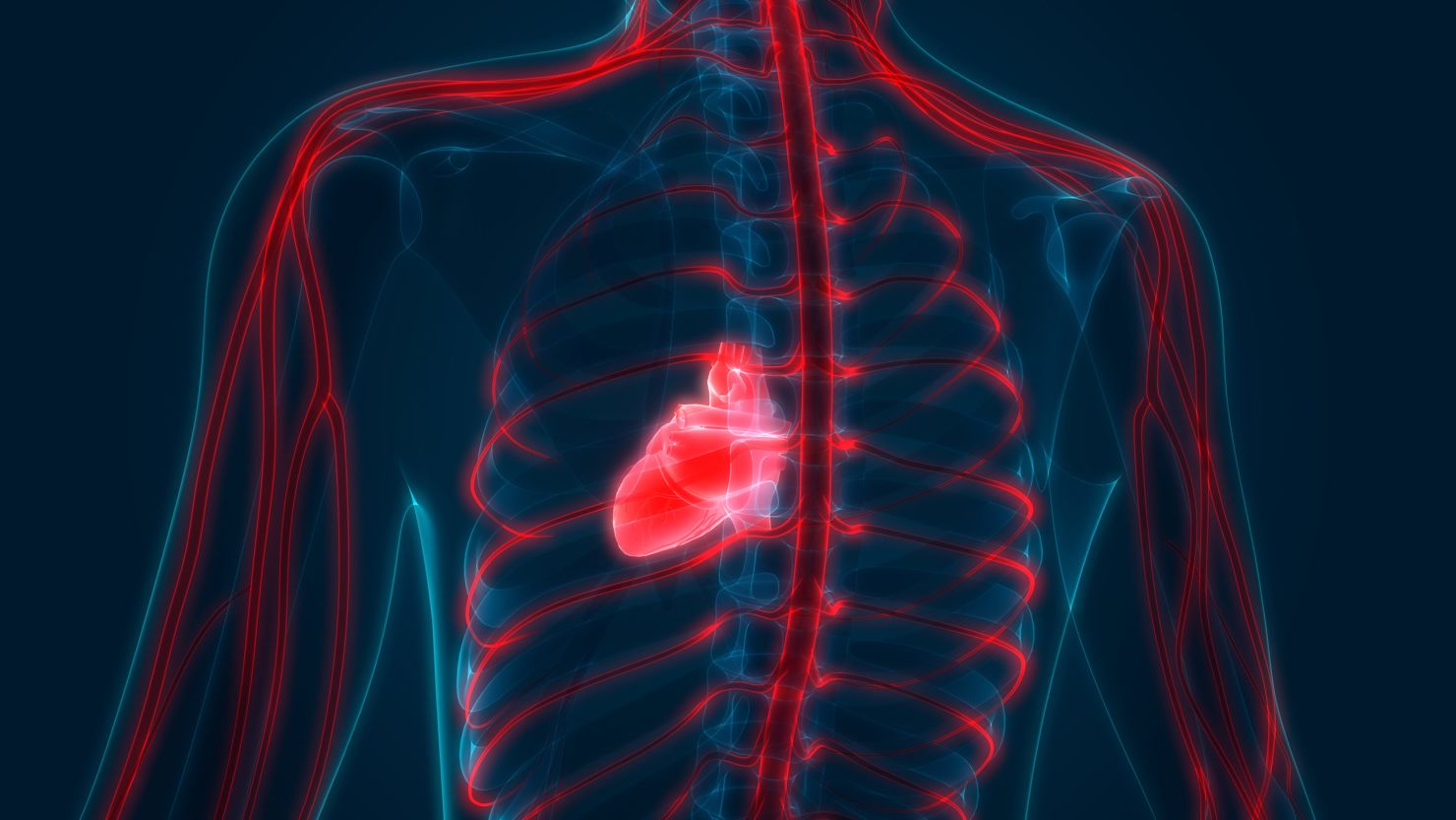 The heart shown with the body's nervous system. Some college athletes who had even a mild or asymptomatic case of Covid-19 had signs of heart problems even after they recovered, a new small study finds.