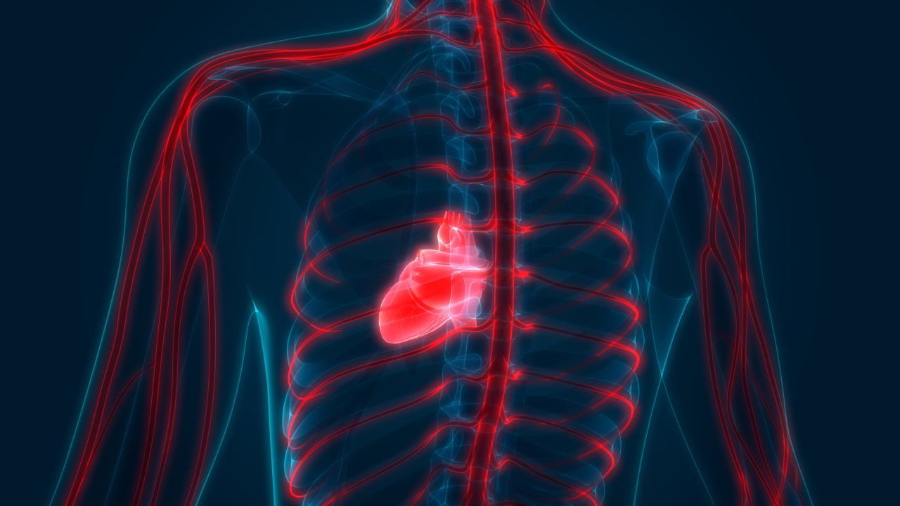 The heart shown with the body's nervous system. Some college athletes who had even a mild or asymptomatic case of Covid-19 had signs of heart problems even after they recovered, a new small study finds.