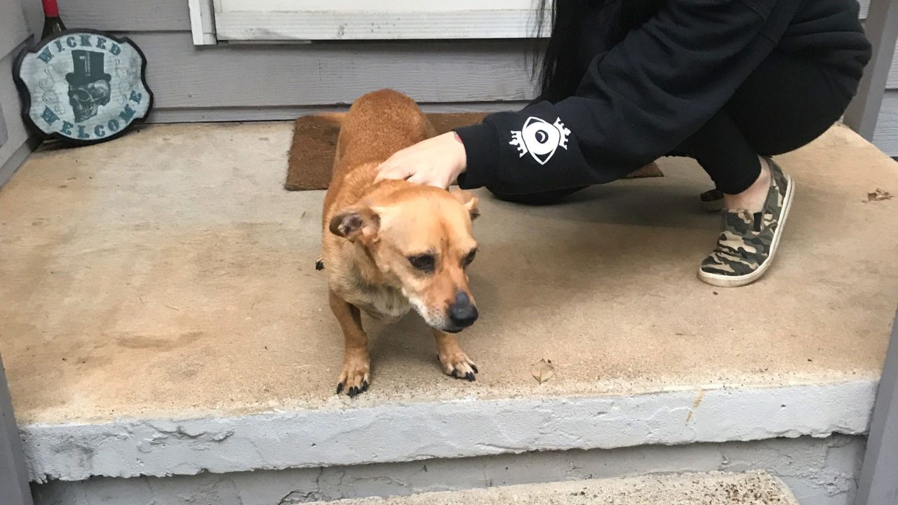 Journey, the dog attacked by the tiger, is going to be OK, her owner said.