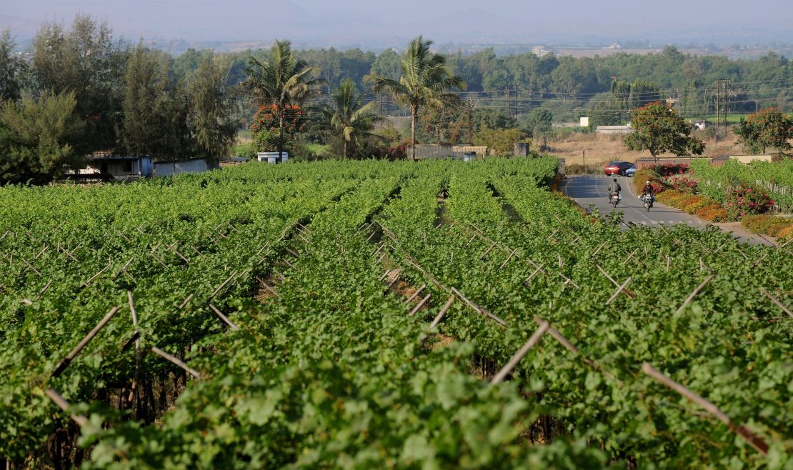 Sula Vineyard in Nashik.