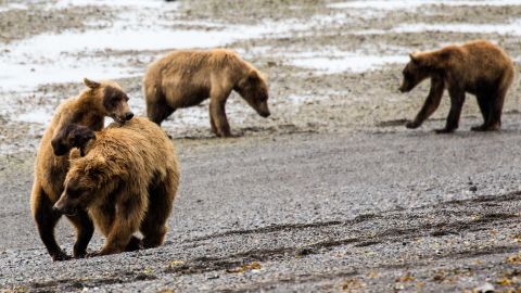 The mine plans include a port development that could impact the Alaskan environment, as in Katmai National Park, where these brown bears were photographed.