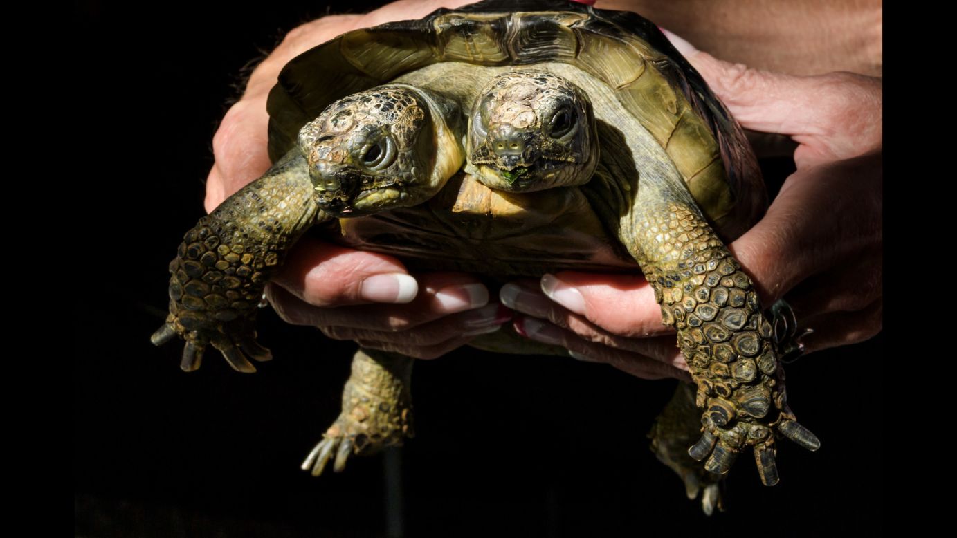 Janus, a two-headed Greek tortoise, is held on its 20th birthday on Sunday, September 3. Janus lives in Geneva, Switzerland, at the city's Natural History Museum. 